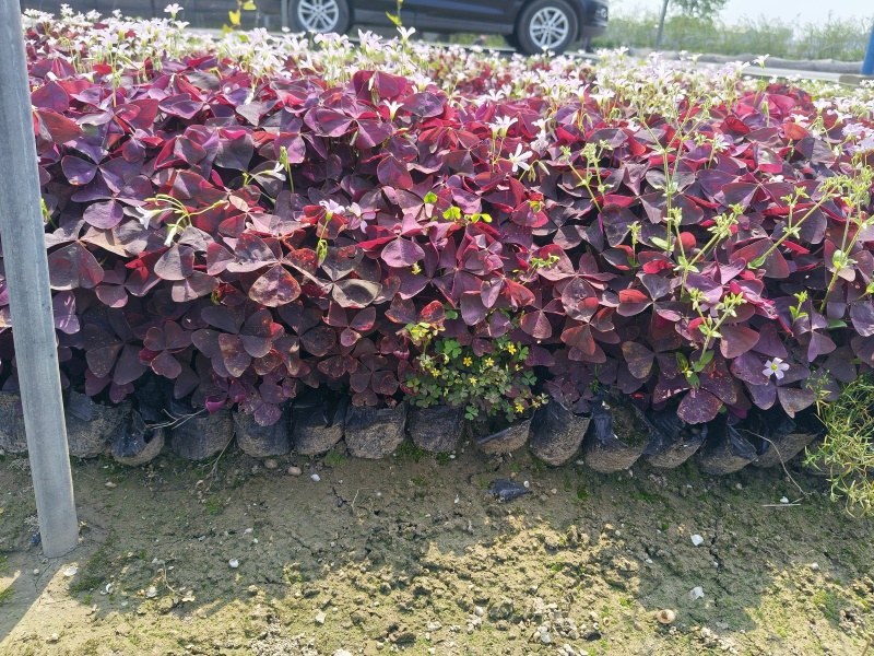 紫色酢浆草大杯、小杯基地有量，欢迎来一亩田订购