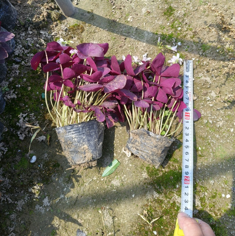 紫色酢浆草大杯、小杯基地有量，欢迎来一亩田订购
