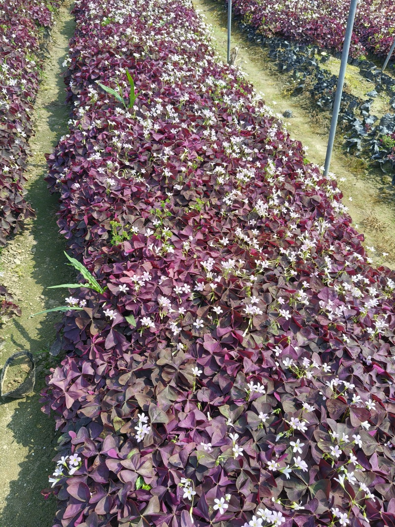 紫色酢浆草大杯、小杯基地有量，欢迎来一亩田订购