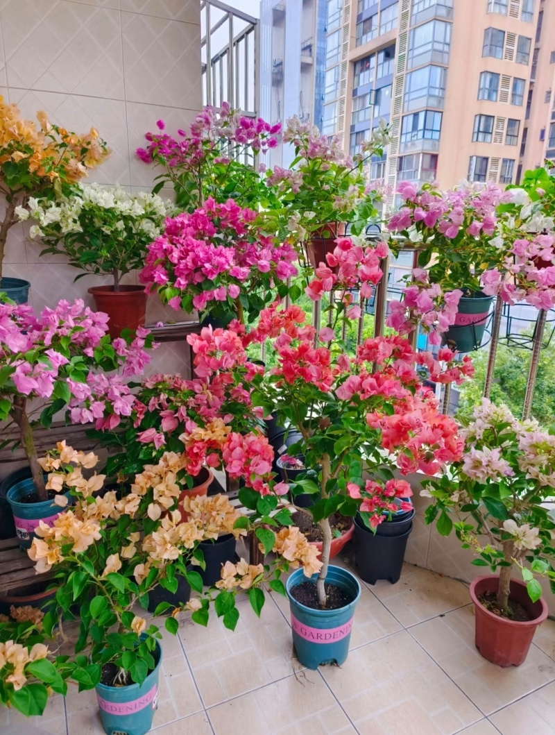 三角梅袋苗可用于园林工程绿化全国各地可发货