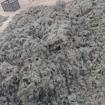茵陈，需要联系