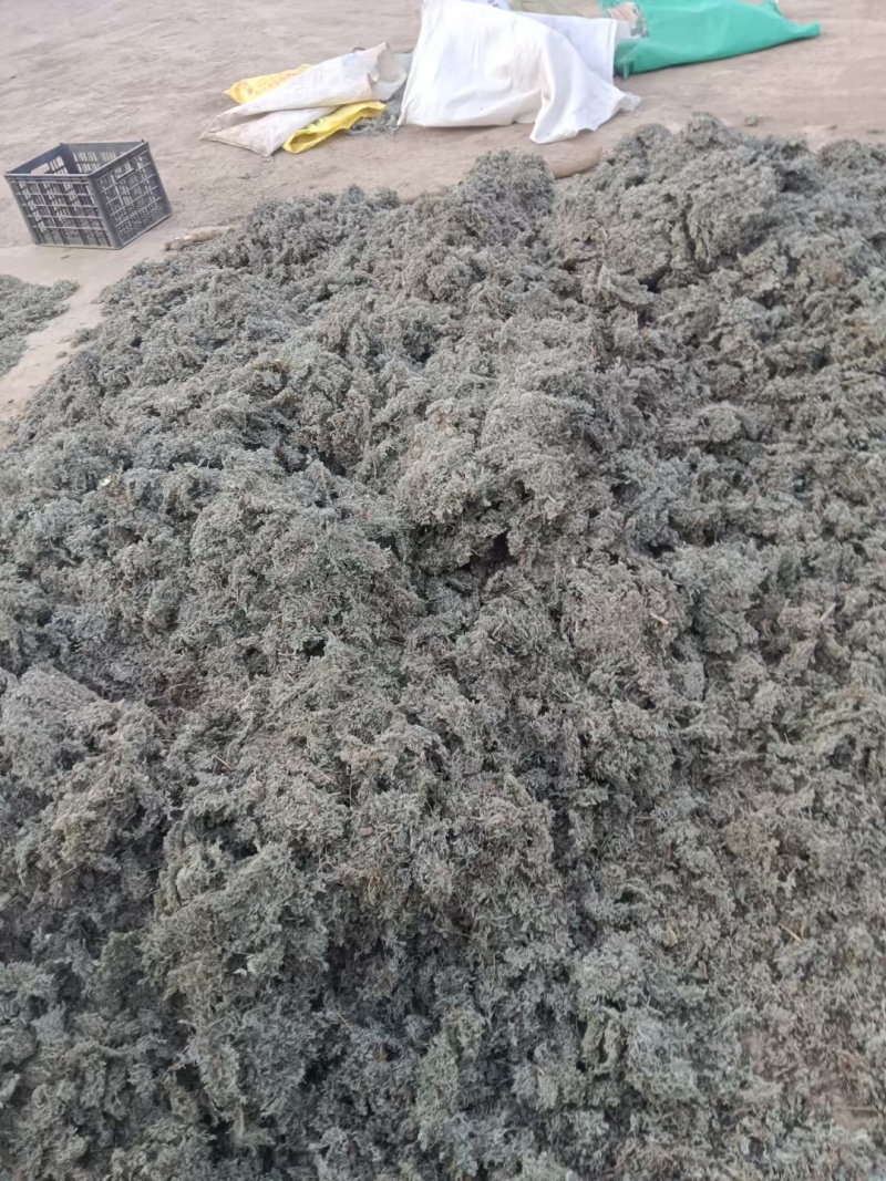 茵陈，需要联系