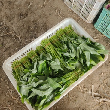大量空心菜