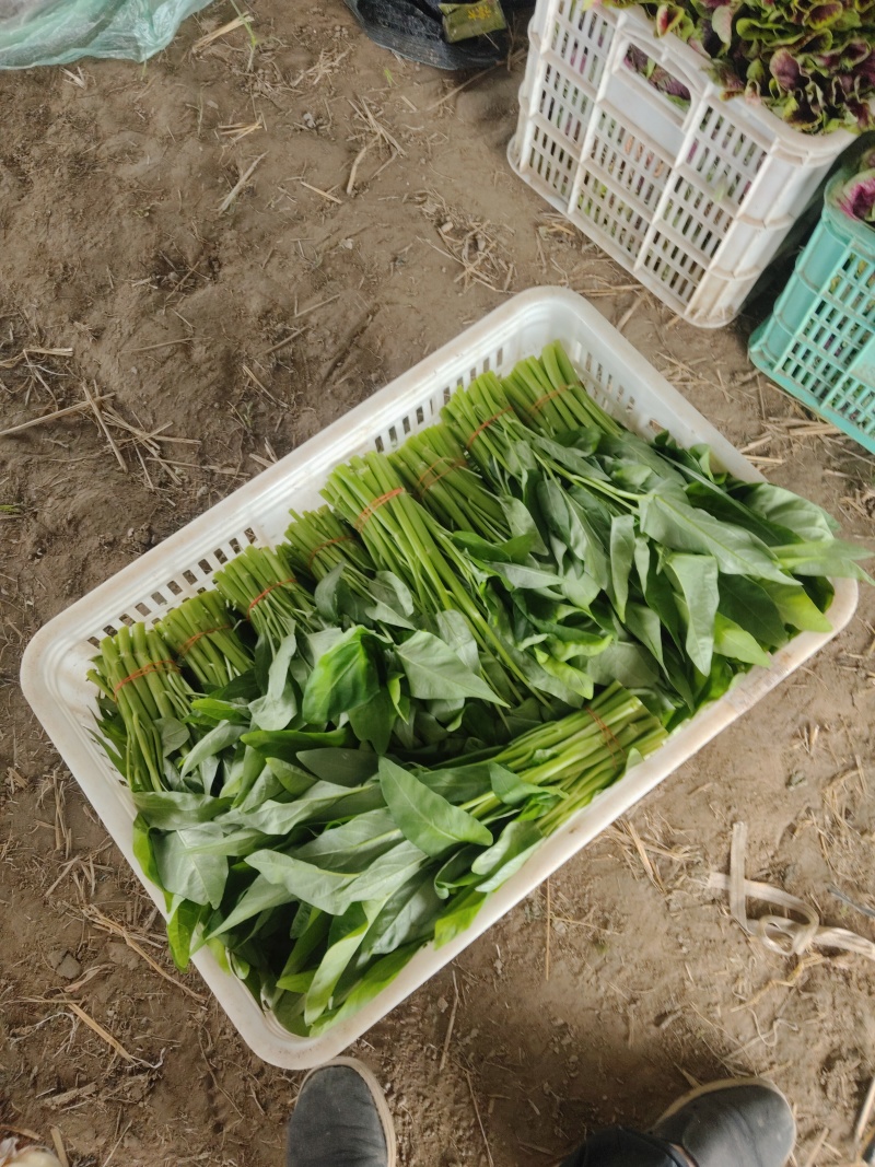 大量空心菜