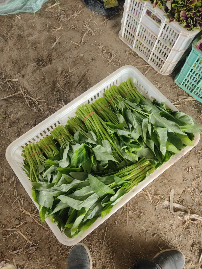 大量空心菜