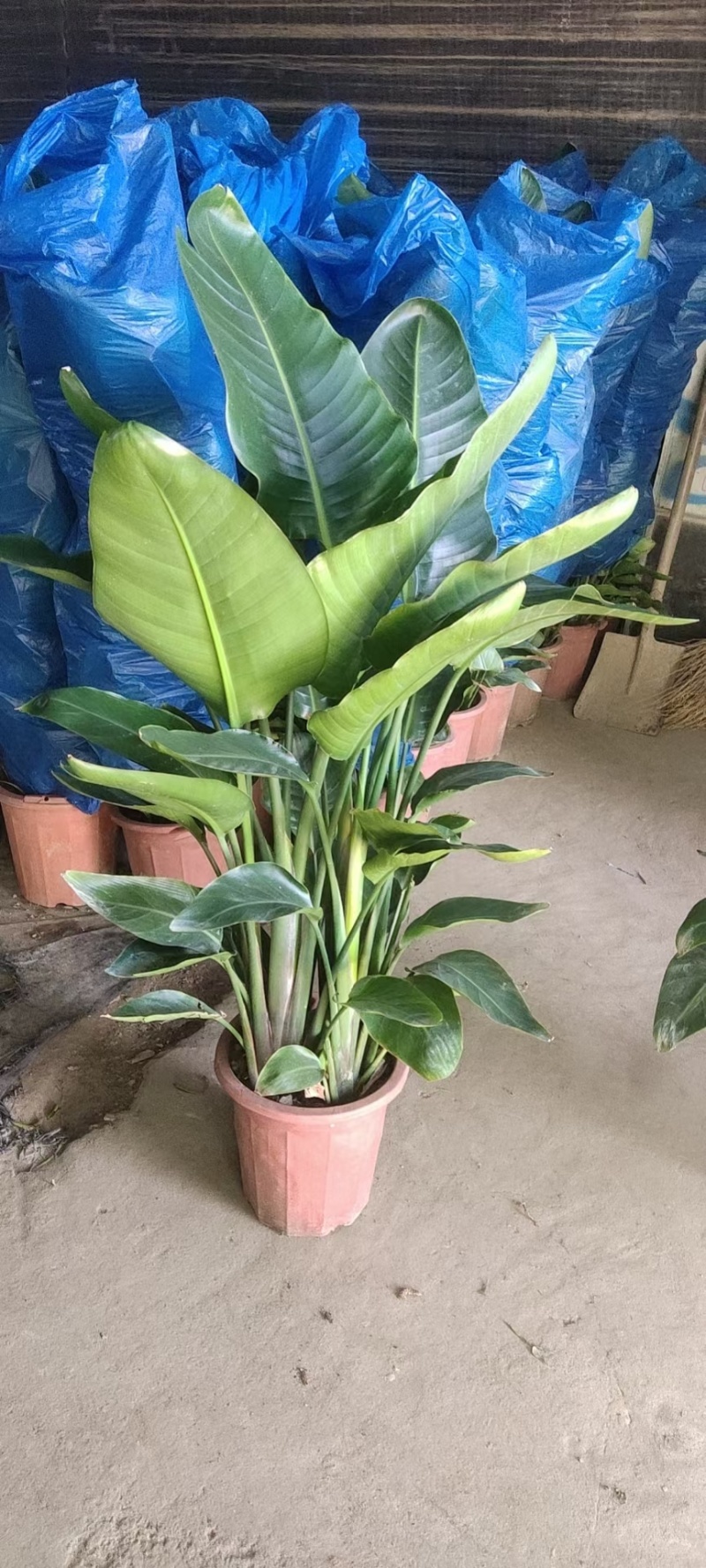 天堂鸟基地直销大量批发