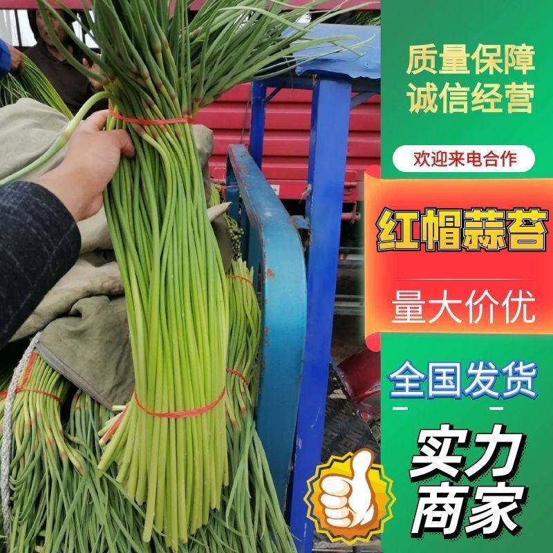 蒜苔金乡蒜苔承接商超社团电商供货代加工代发全国市场