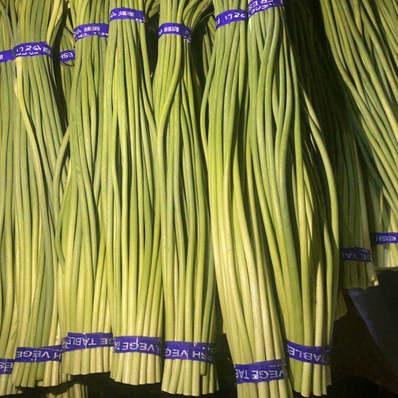 蒜苔金乡蒜苔承接商超社团电商供货代加工代发全国市场