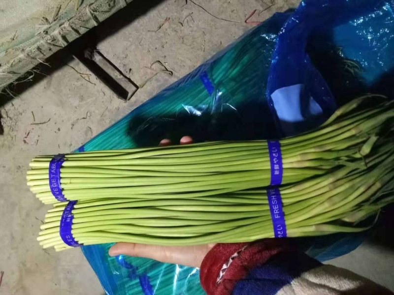 蒜苔金乡蒜苔承接商超社团电商供货代加工代发全国市场