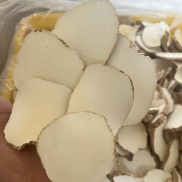 精品中药材虎乳灵芝虎乳菌虎奶菌大量现货