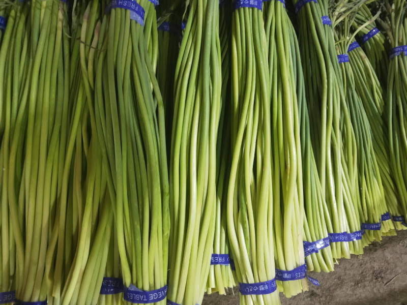 蒜苔金乡蒜苔承接商超社团电商供货代加工代发全国市场