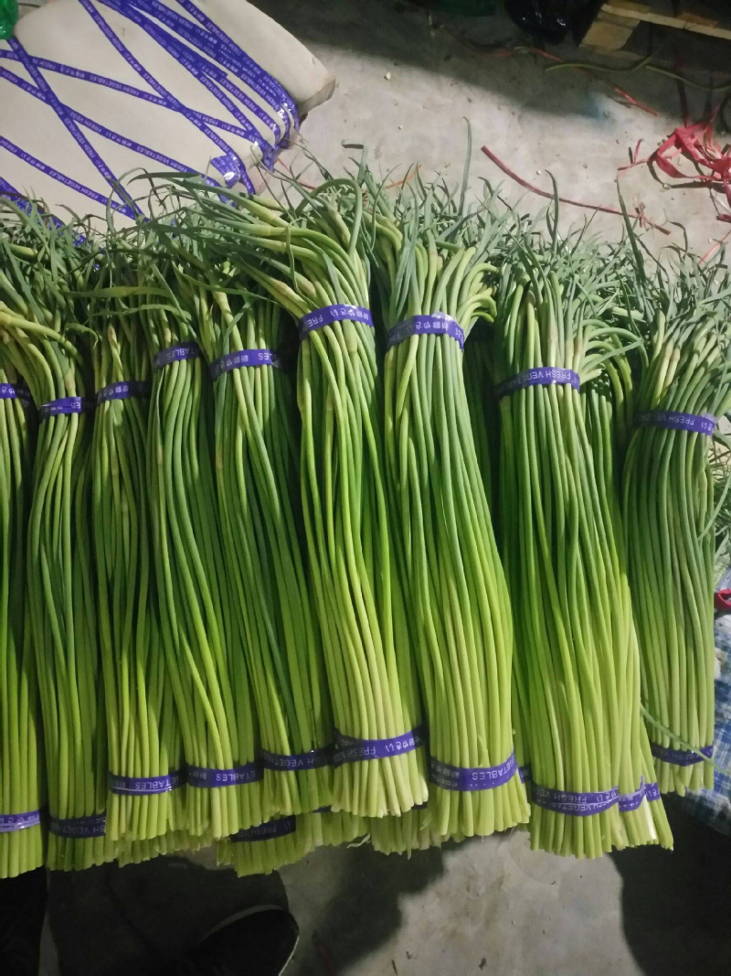 蒜苔金乡蒜苔承接商超社团电商供货代加工代发全国市场