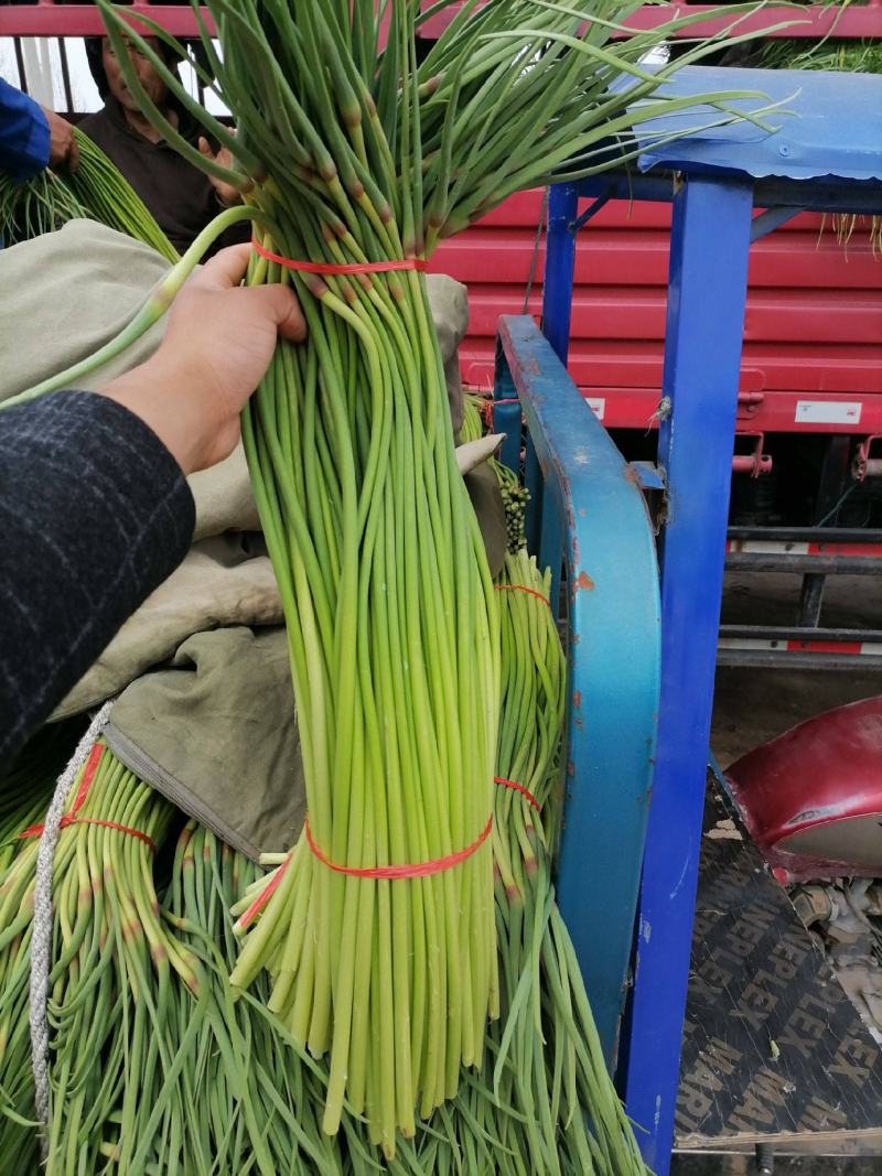 蒜苔金乡蒜苔承接商超社团电商供货代加工代发全国市场