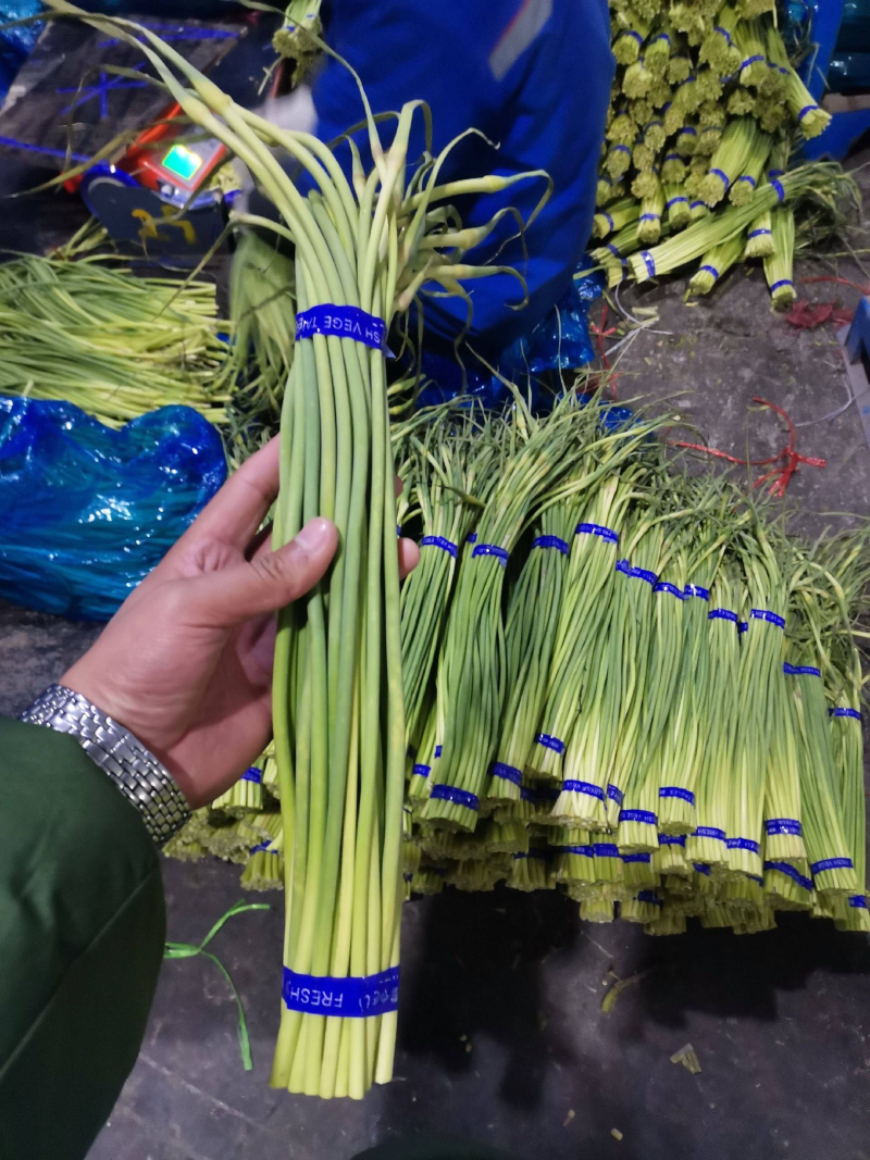 蒜苔金乡蒜苔承接商超社团电商供货代加工代发全国市场