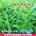 甜叶菊种子甜菊香草甜菊叶花草茶阳台花卉四季播种蔬菜种籽