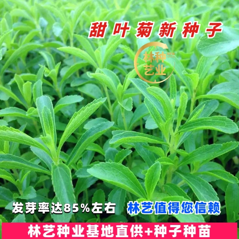 甜叶菊种子甜菊香草甜菊叶花草茶阳台花卉四季播种蔬菜种籽