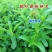 甜叶菊种子甜菊香草甜菊叶花草茶阳台花卉四季播种蔬菜种籽