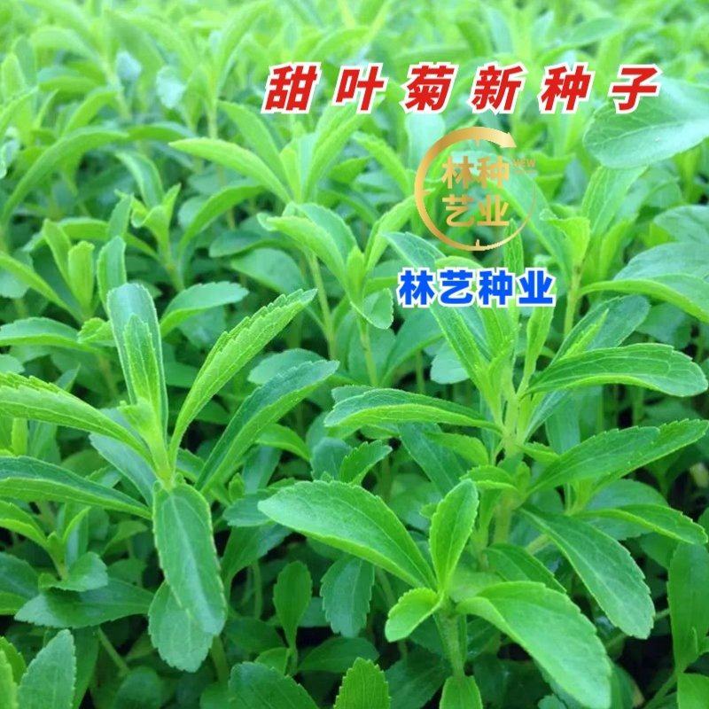 甜叶菊种子甜菊香草甜菊叶花草茶阳台花卉四季播种蔬菜种籽