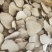 精品中药材虎乳灵芝虎乳菌虎奶菌大量现货