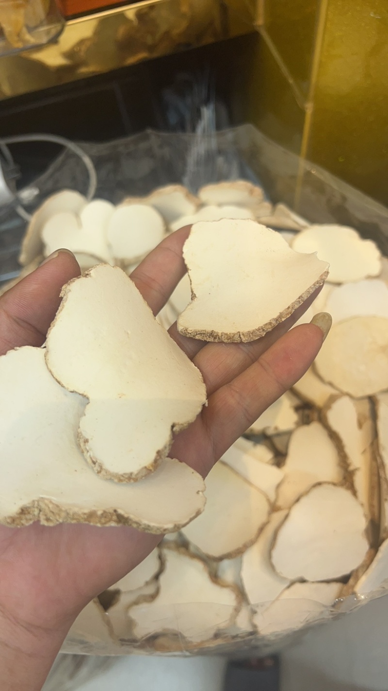 精品中药材虎乳灵芝虎乳菌虎奶菌大量现货
