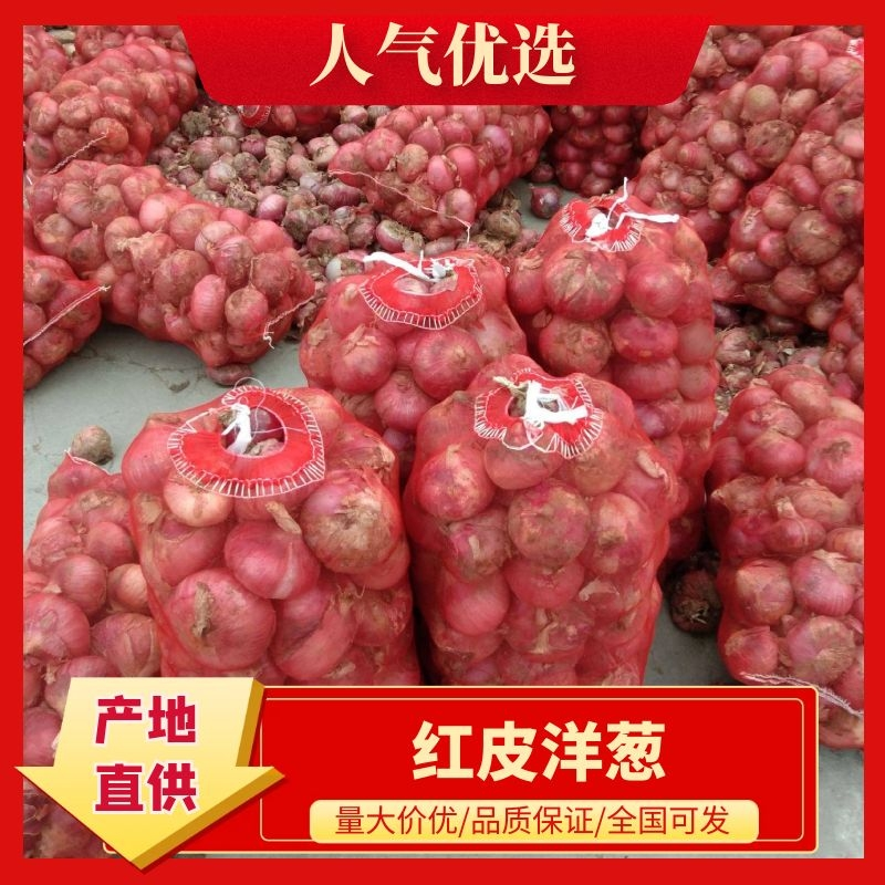 红皮洋葱金乡洋葱代收代发代加工规格齐全可供电商货