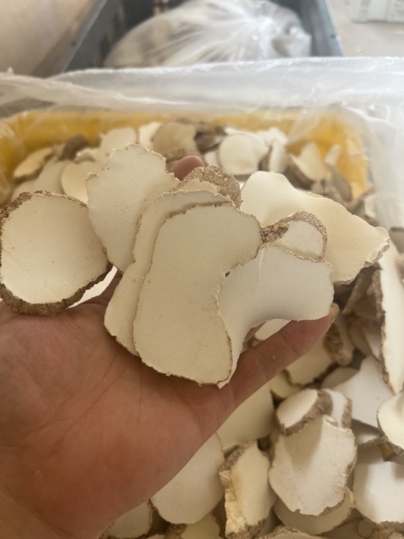 精品中药材虎乳灵芝虎乳菌虎奶菌大量现货