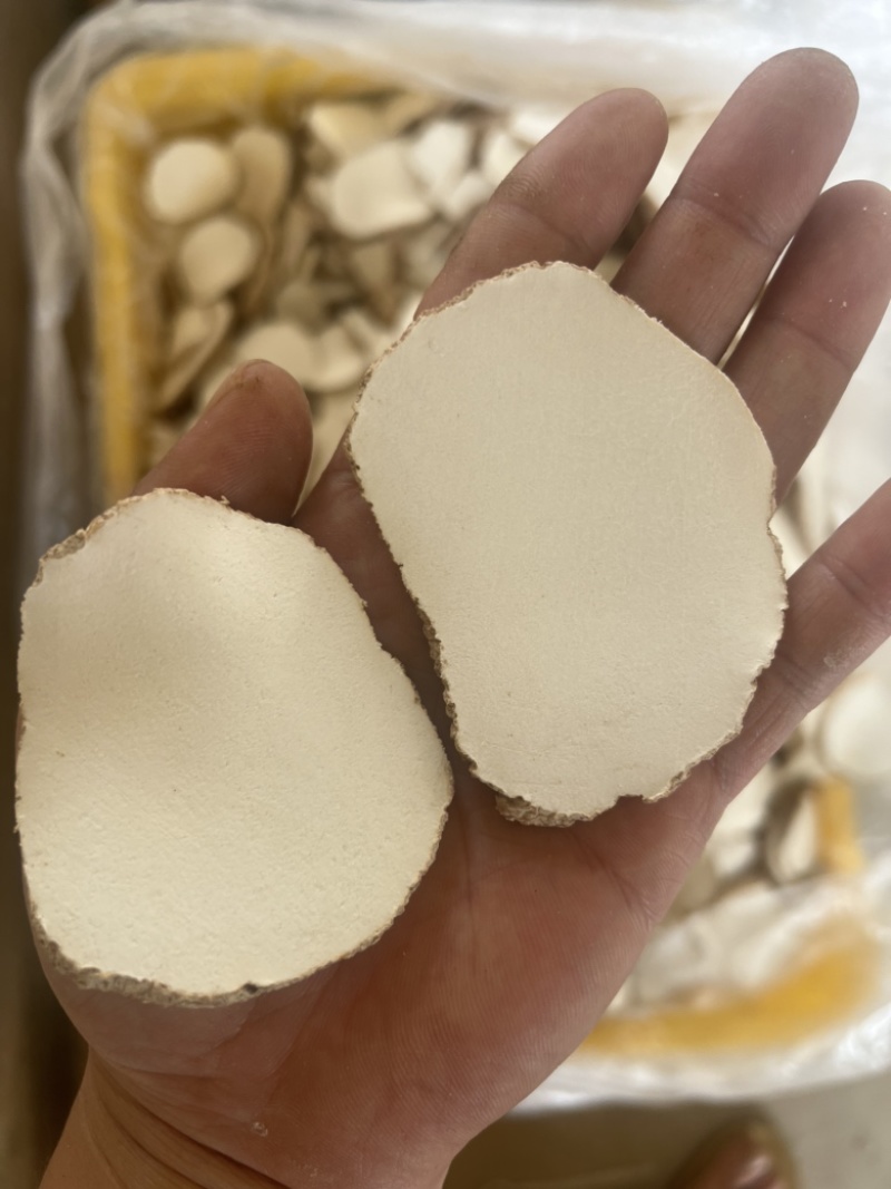 精品中药材虎乳灵芝虎乳菌虎奶菌大量现货