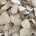 精品中药材虎乳灵芝虎乳菌虎奶菌大量现货