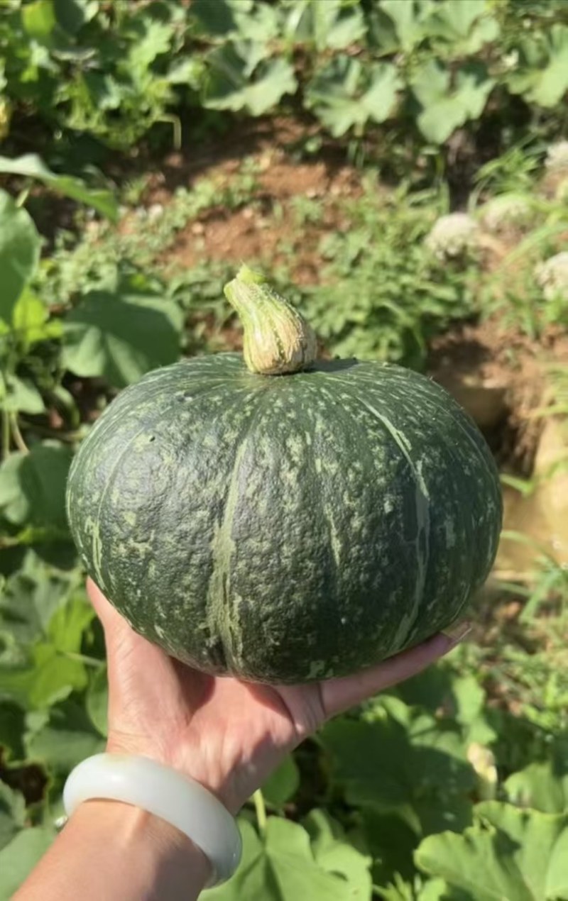 贝贝南产地新鲜绿贝贝南瓜大量供应全国接车美贝南瓜板栗南瓜