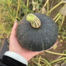 贝贝南产地新鲜绿贝贝南瓜大量供应全国接车美贝南瓜板栗南瓜