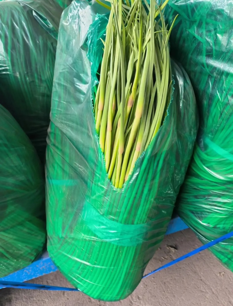 红帽蒜苔大量上市，一手货源，产地直发品质保证对接商超电商