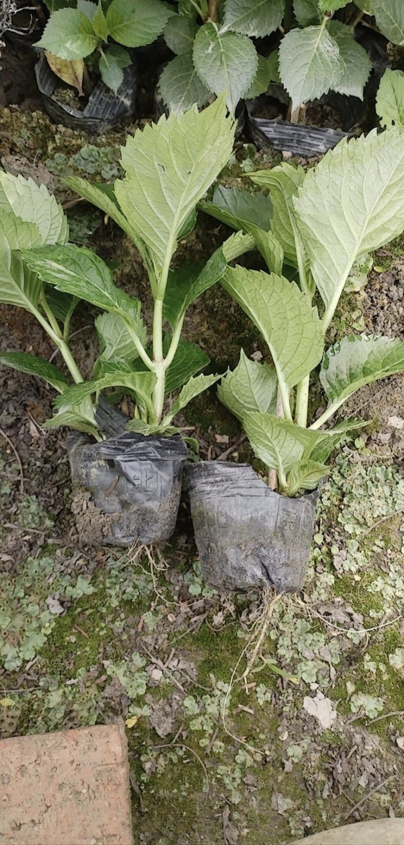 绣球容器苗，高度20，30，40厘米各种规格，基地批发
