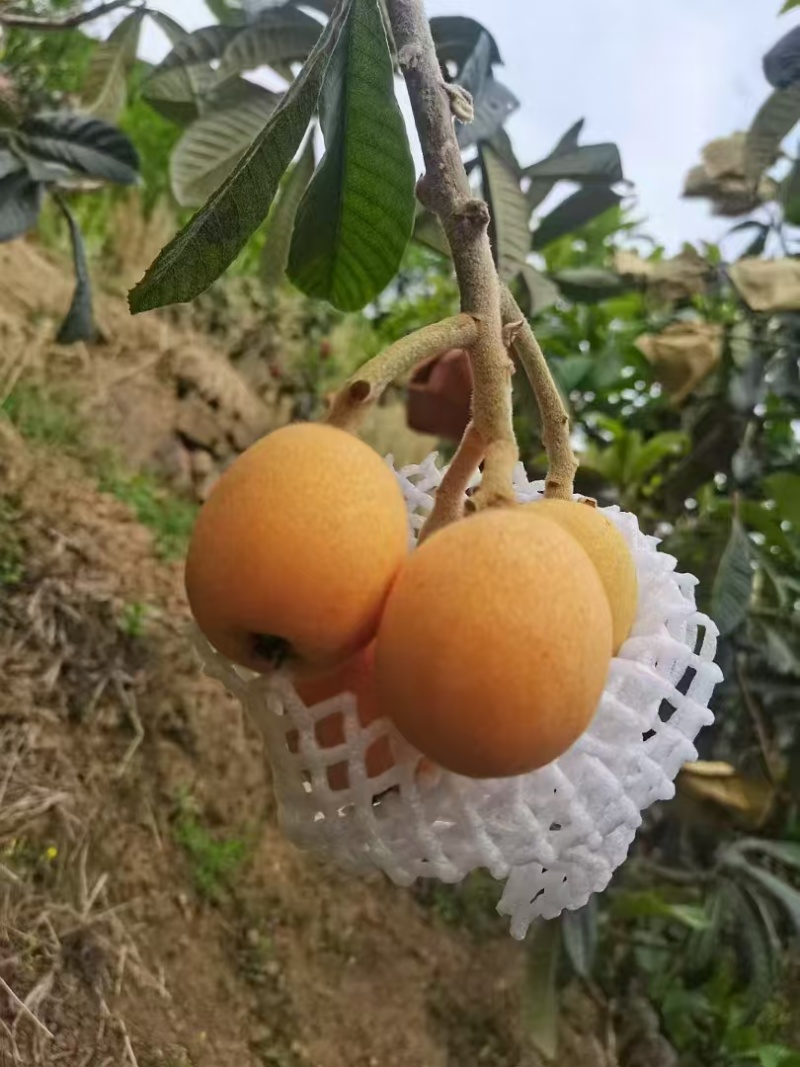 汉源五星大枇杷