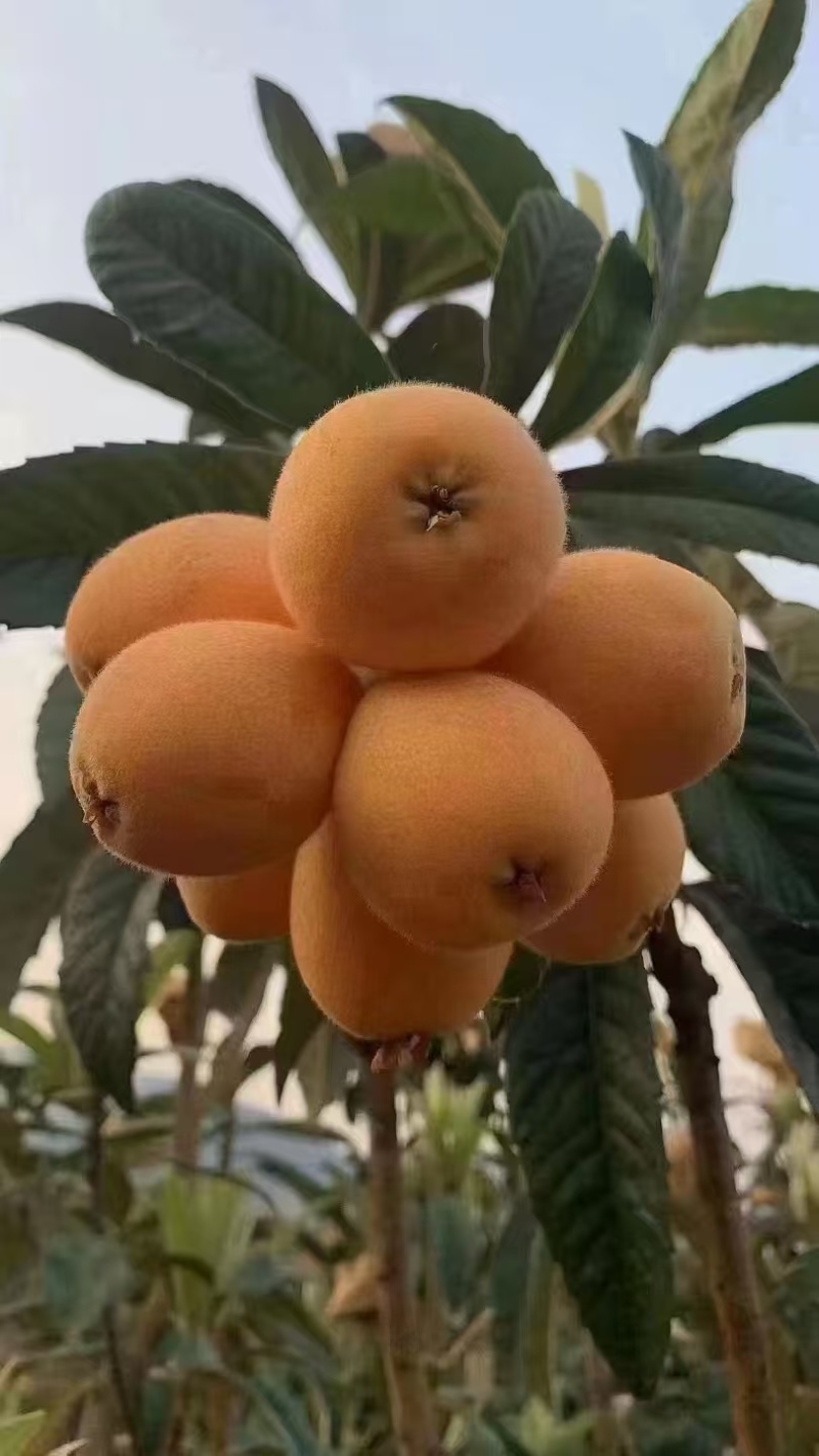 汉源五星大枇杷