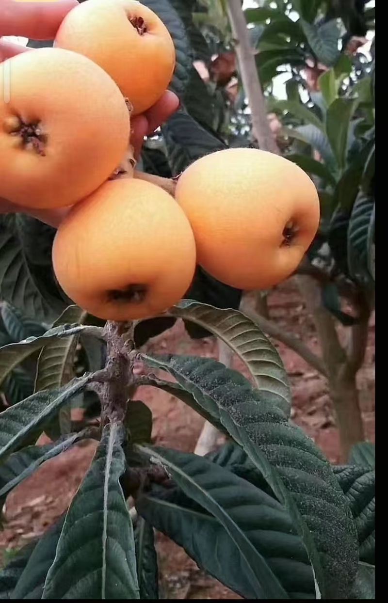 汉源五星大枇杷
