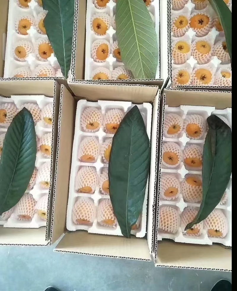 汉源五星大枇杷