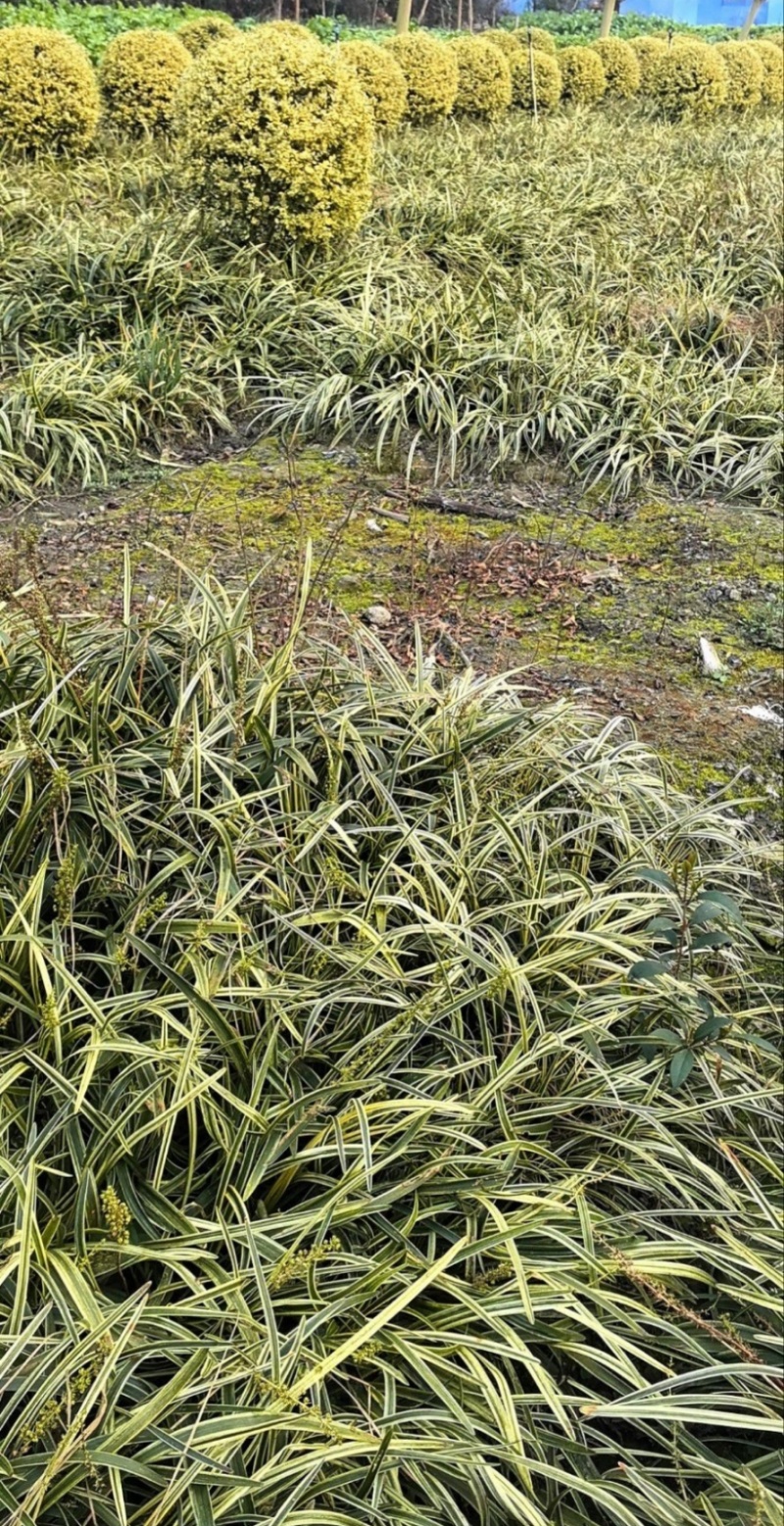 金边阔叶麦冬，地栽苗杯苗，大量批发，基地直销，各种规格