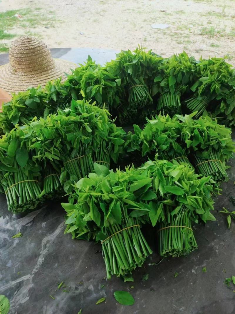 天绿香树仔菜