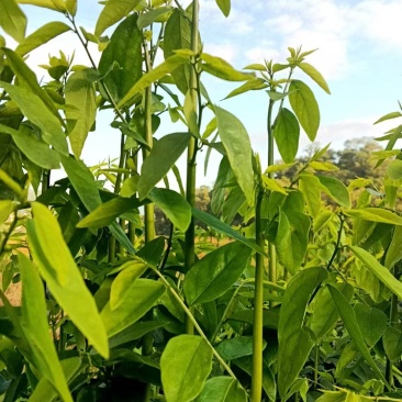 天绿香树仔菜