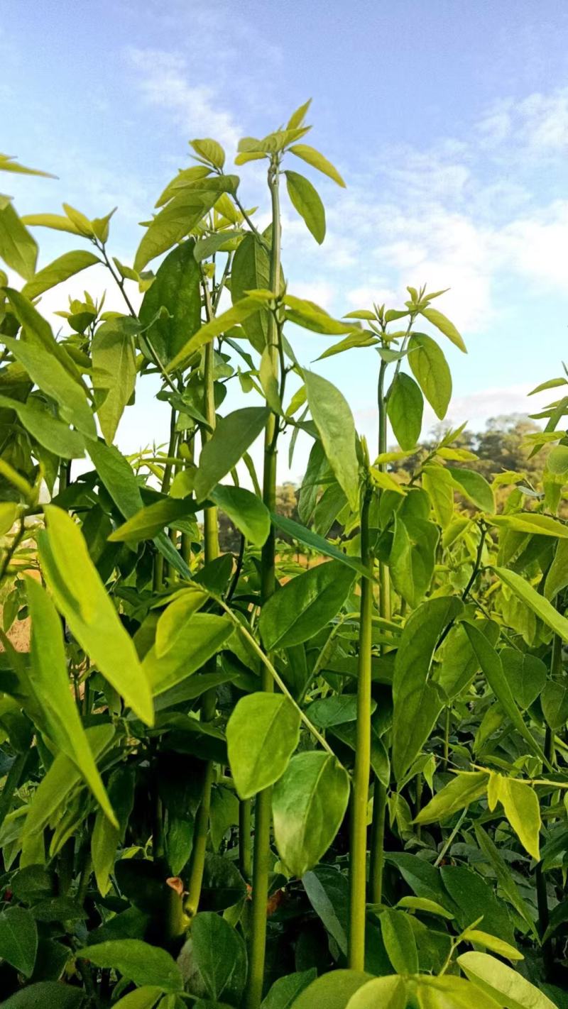 天绿香树仔菜