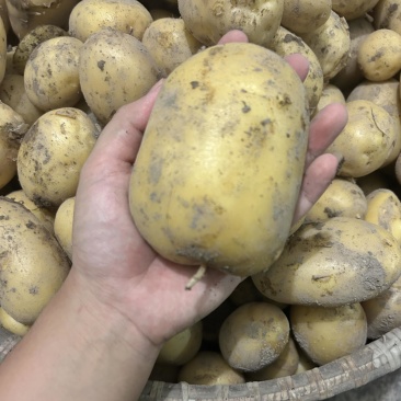 黄皮黄心大土豆自家种植现挖现发货保证土豆的新鲜