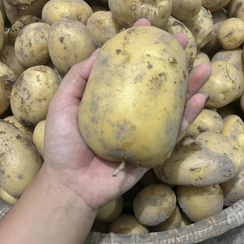 黄皮黄心大土豆自家种植现挖现发货保证土豆的新鲜