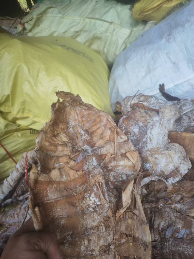 烟笋干大尾大量有货品质有保证可视频看货