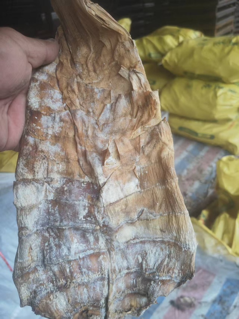 烟笋干大尾大量有货品质有保证可视频看货