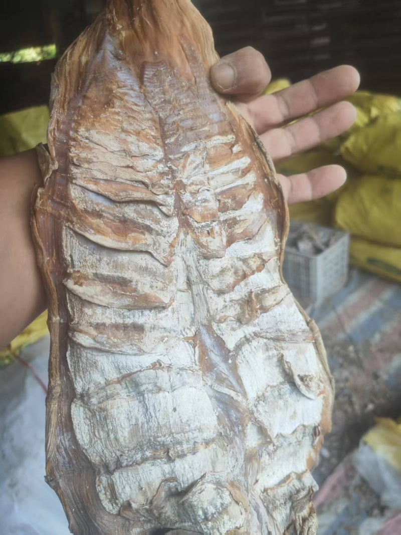 烟笋干大尾大量有货品质有保证可视频看货