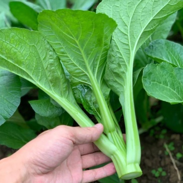 80天油青甜菜心种子抗热耐寒油靓甜菜心菜苔种子高产四季蔬