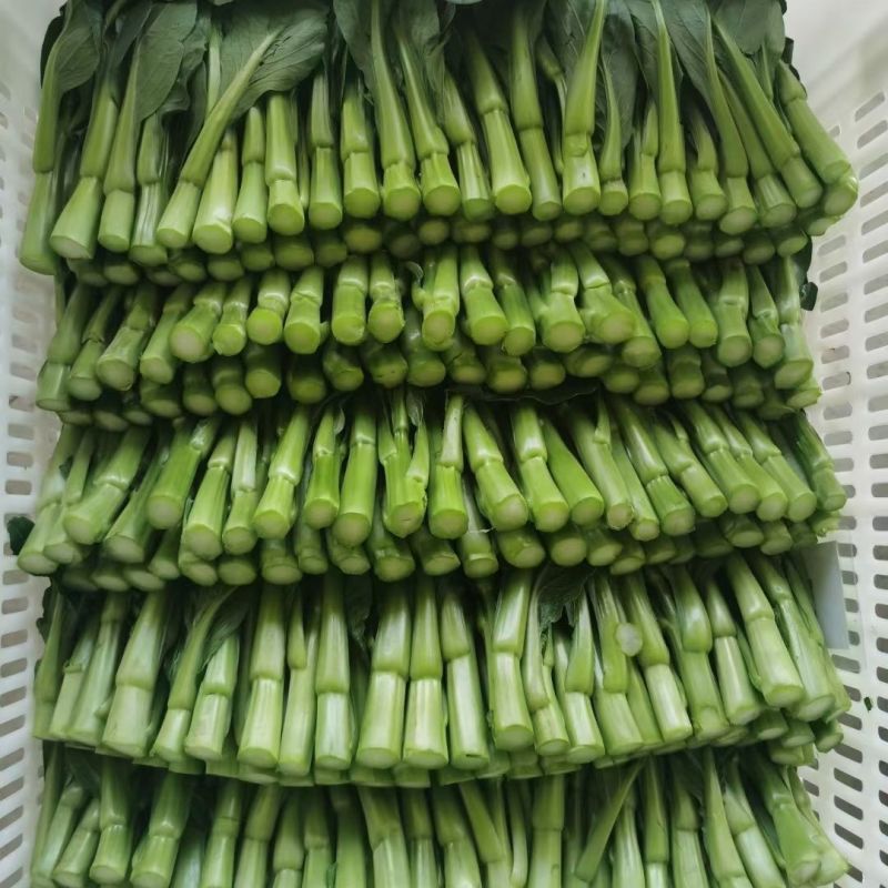 80天油青甜菜心种子抗热耐寒油靓甜菜心菜苔种子高产四季蔬