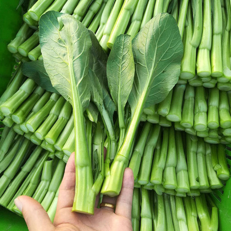 80天油青甜菜心种子抗热耐寒油靓甜菜心菜苔种子高产四季蔬