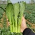 80天油青甜菜心种子抗热耐寒油靓甜菜心菜苔种子高产四季蔬
