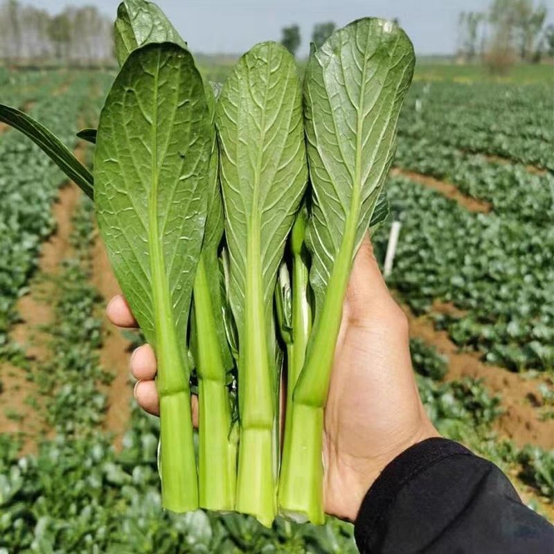 80天油青甜菜心种子抗热耐寒油靓甜菜心菜苔种子高产四季蔬